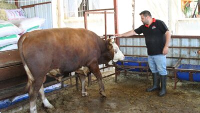 Hatay’ın Arsuz ilçesinde yetiştirilen ve 1 ton 130 kilo ağırlığına