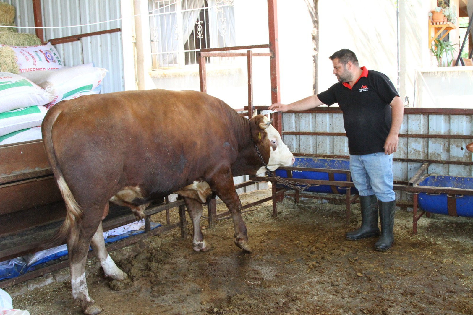 Hatay’ın Arsuz ilçesinde yetiştirilen ve 1 ton 130 kilo ağırlığına
