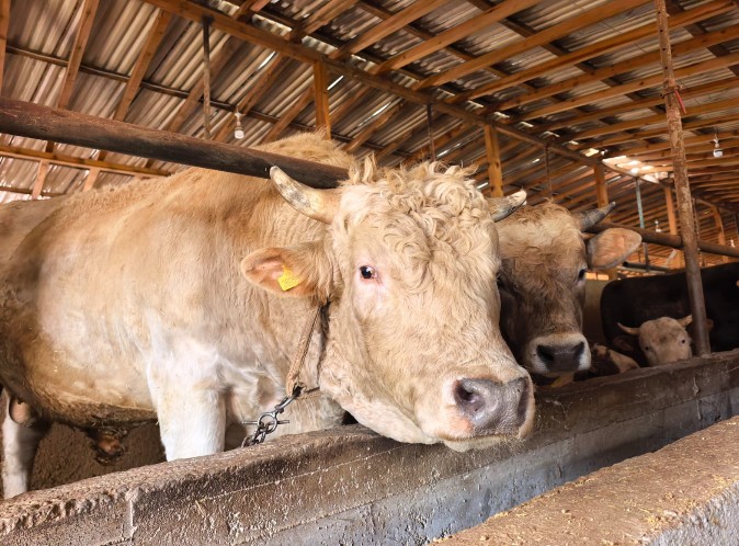 Bursa’da Kurban Bayramı hazırlıkları kapsamında kurbanlıklar görücüye çıkmaya başladı. Kestel