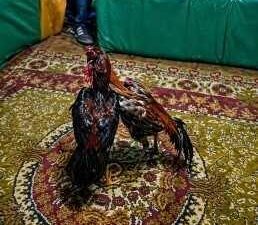 Kars’ta yasa dışı faaliyetlere yönelik denetimlerini aralıksız sürdüren İl Jandarma