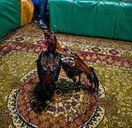 Kars’ta yasa dışı faaliyetlere yönelik denetimlerini aralıksız sürdüren İl Jandarma