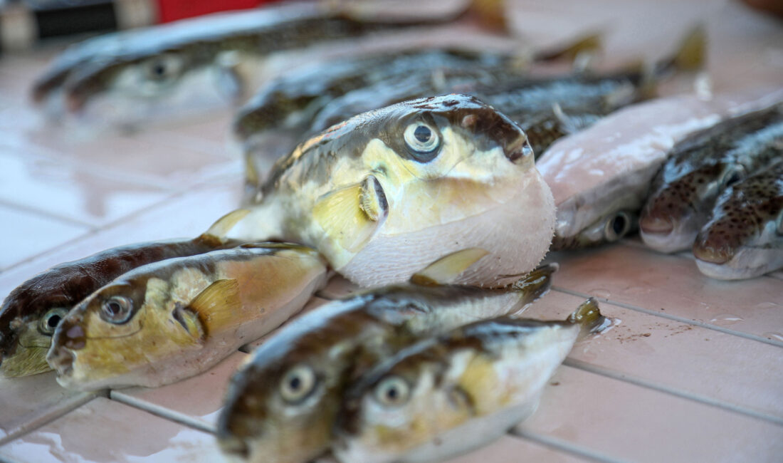 Tarım ve Orman Bakanlığı tarafından denizlerimizdeki biyoçeşitliliği korumak ve balıkçıların