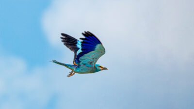 Adıyaman’da gerçekleştirilen doğa gözlemleri sırasında, doğanın en renkli kuş türlerinden