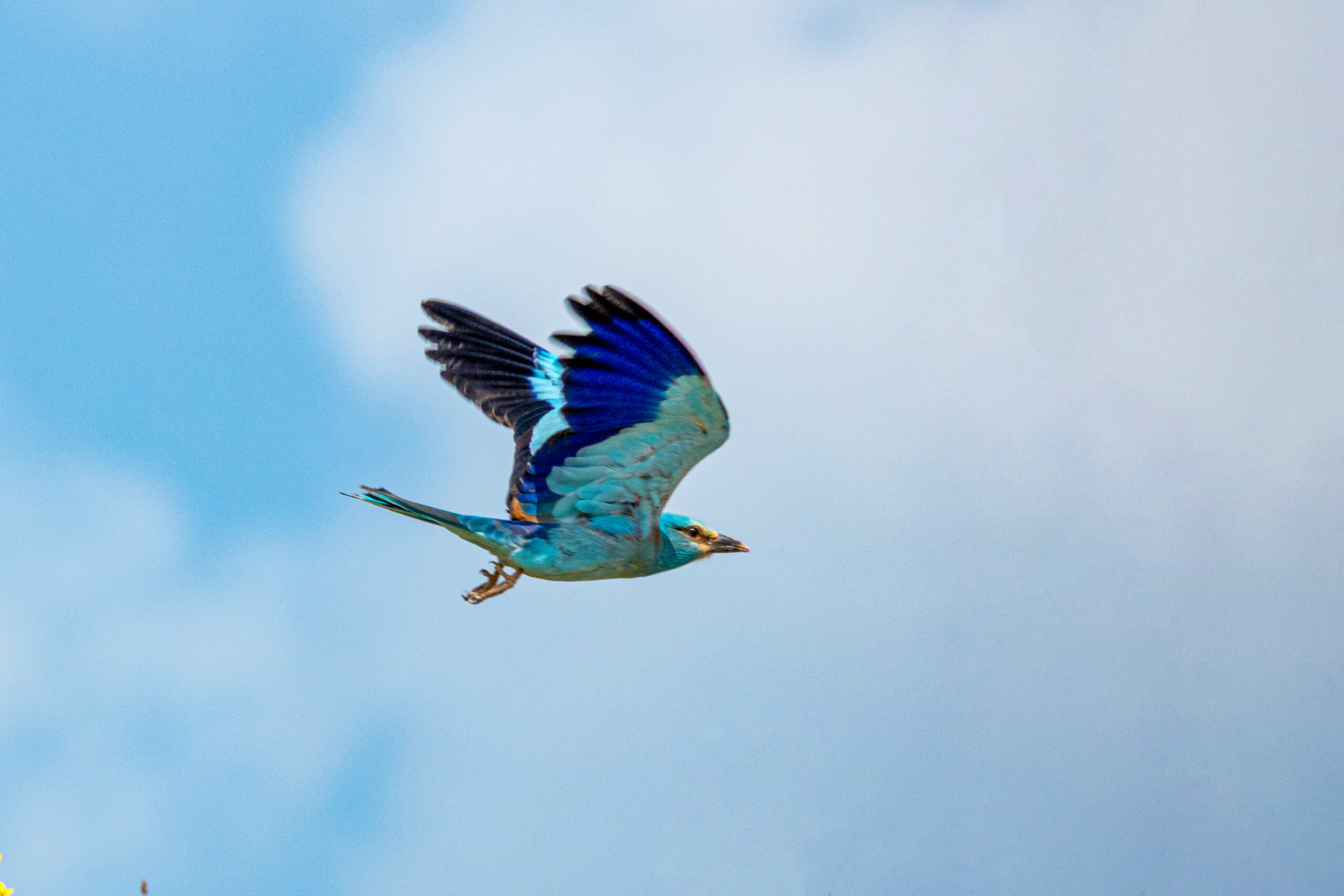 Adıyaman’da gerçekleştirilen doğa gözlemleri sırasında, doğanın en renkli kuş türlerinden