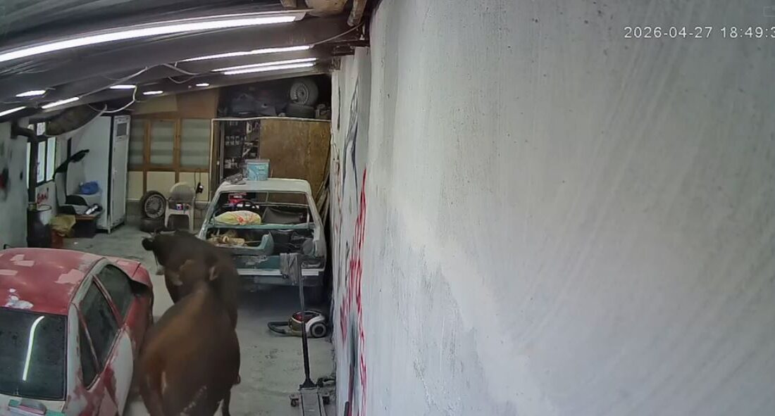 Ankara’nın Elmadağ ilçesinde ahırdan kaçan iki büyükbaş hayvanın bir oto