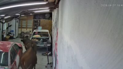 Ankara’nın Elmadağ ilçesinde ahırdan kaçan iki büyükbaş hayvanın bir oto