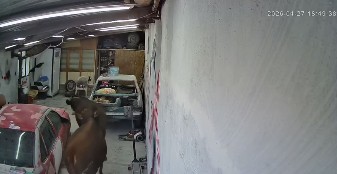 Ankara’nın Elmadağ ilçesinde ahırdan kaçan iki büyükbaş hayvanın bir oto