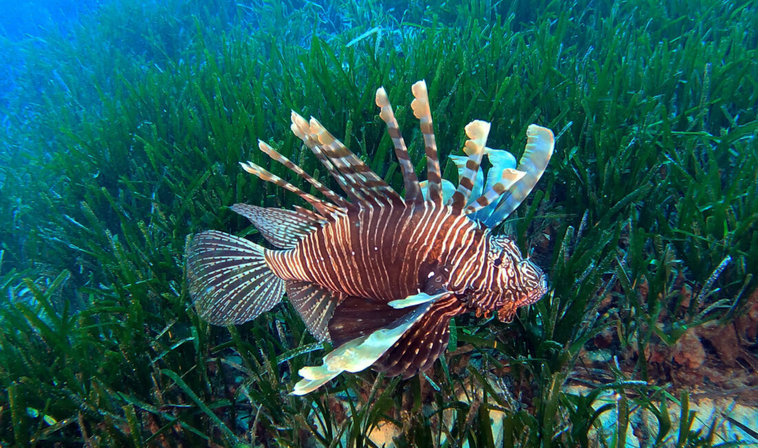 Akdeniz Üniversitesi (AÜ) Su Ürünleri Fakültesi Öğretim Üyesi Doç. Dr.
