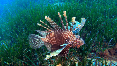 Akdeniz Üniversitesi (AÜ) Su Ürünleri Fakültesi Öğretim Üyesi Doç. Dr.