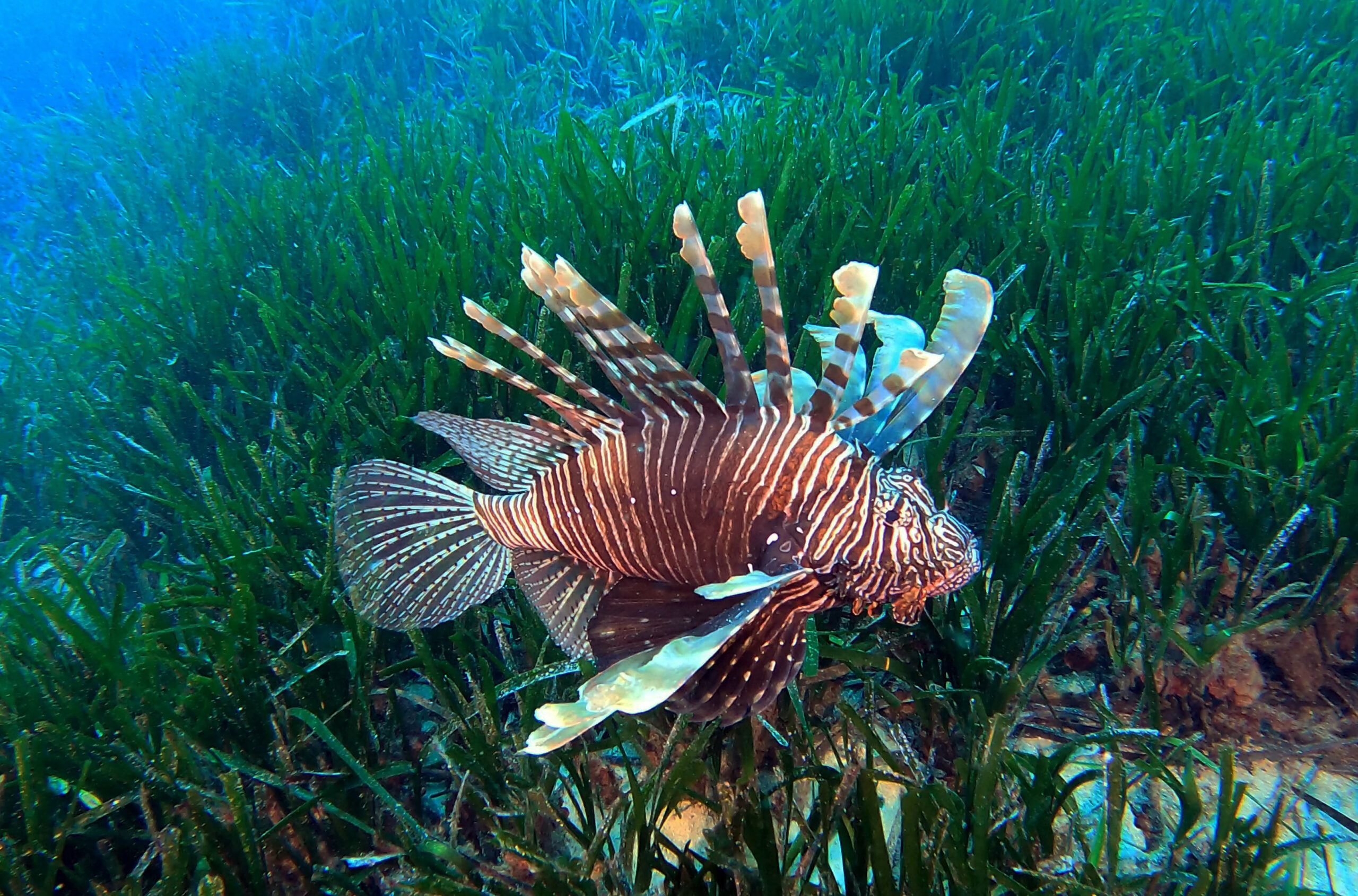 Akdeniz Üniversitesi (AÜ) Su Ürünleri Fakültesi Öğretim Üyesi Doç. Dr.