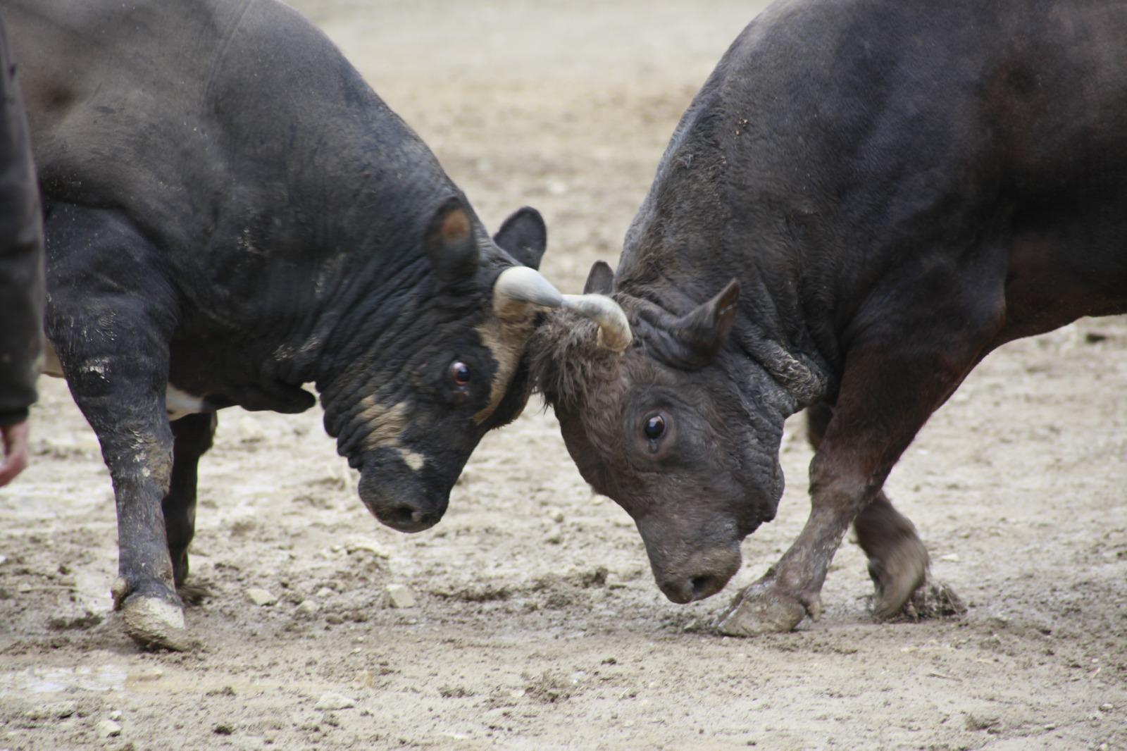 Artvin’in Yusufeli ilçesinde geleneksel hale gelen ve bu yıl 31’incisi