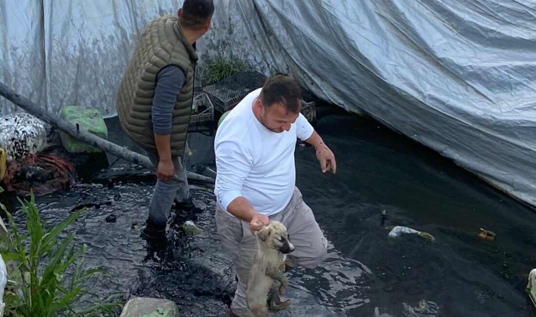 Aydın’ın Sultanhisar ilçesinde bir çilek serasındaki sulama havuzuna düşen 5