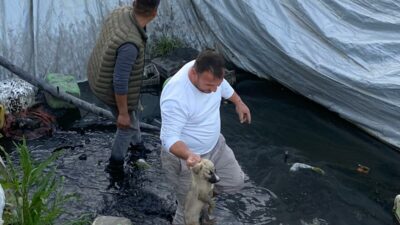 Aydın’ın Sultanhisar ilçesinde bir çilek serasındaki sulama havuzuna düşen 5