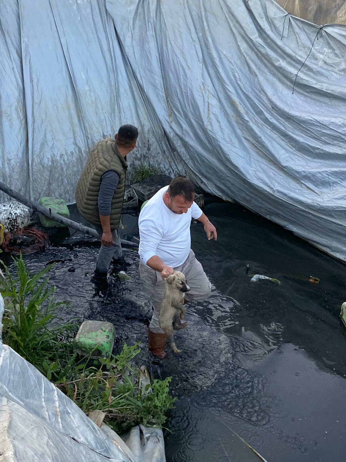 Aydın’ın Sultanhisar ilçesinde bir çilek serasındaki sulama havuzuna düşen 5