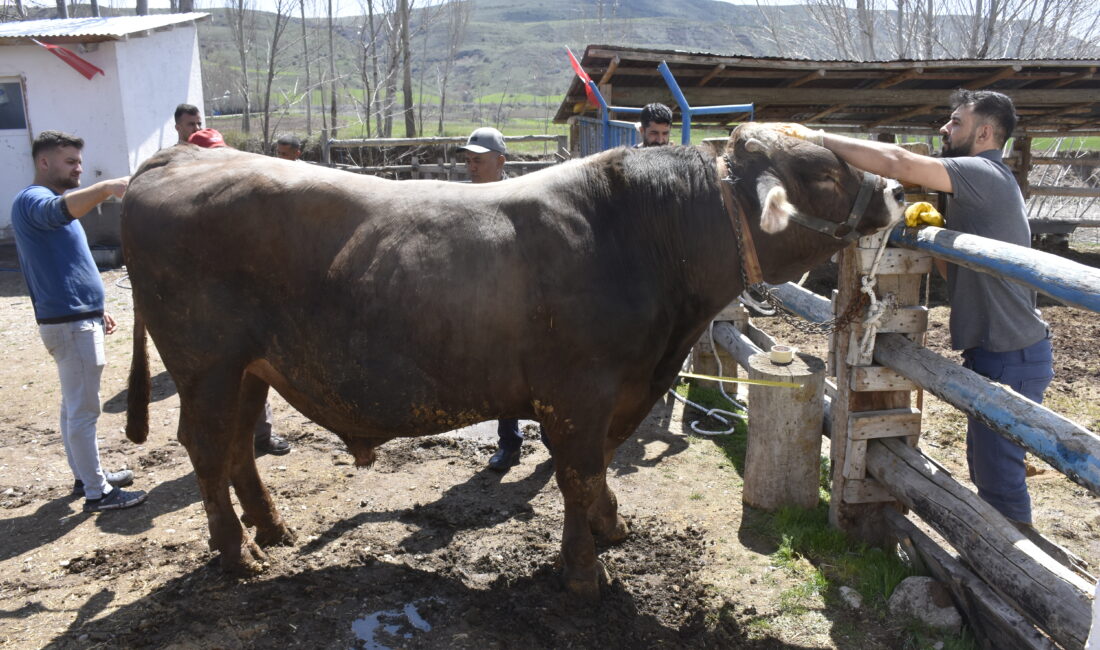 Sivas’ta Kurban Bayramı’nın yaklaşmasıyla birlikte kurbanlıklar piyasaya çıkmaya başlarken, merkeze
