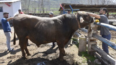 Sivas’ta Kurban Bayramı’nın yaklaşmasıyla birlikte kurbanlıklar piyasaya çıkmaya başlarken, merkeze