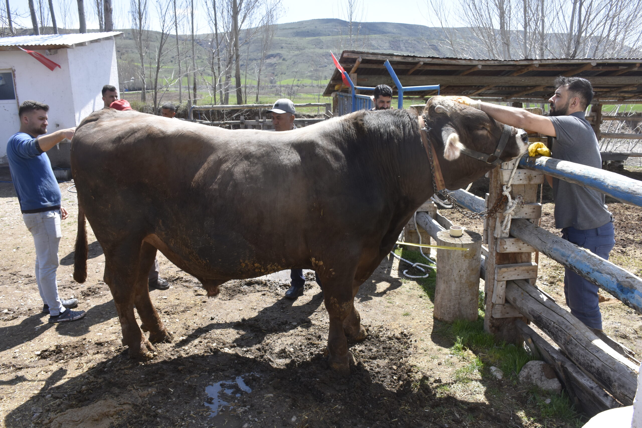 Sivas’ta Kurban Bayramı’nın yaklaşmasıyla birlikte kurbanlıklar piyasaya çıkmaya başlarken, merkeze