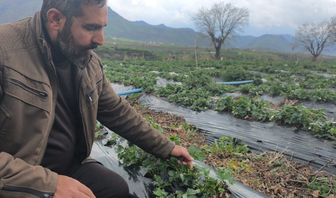 Batman’ın Sason ilçesinde etkili olan sağanak ve dolu yağışı, bölgenin