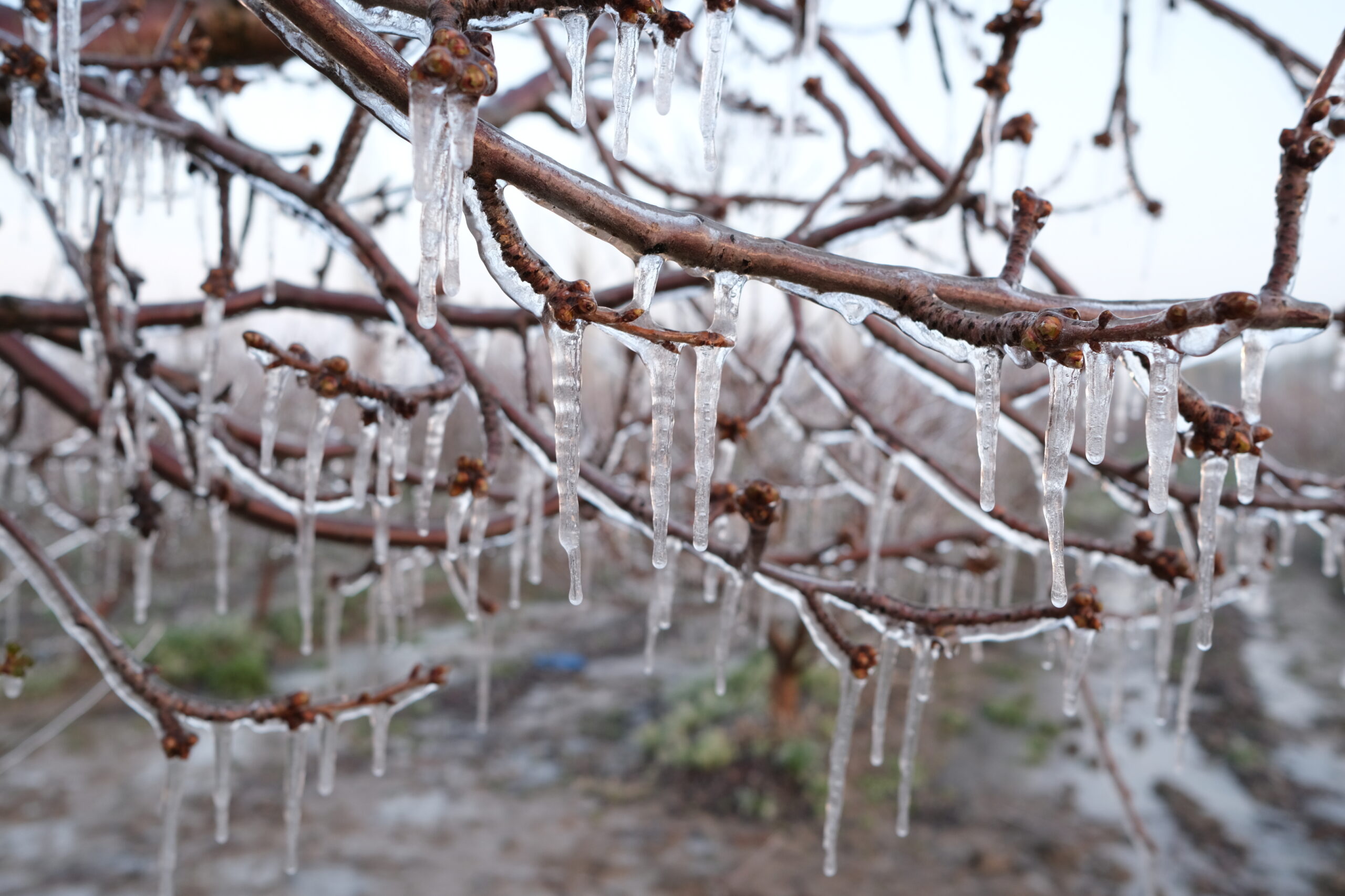 Türkiye’nin önemli elma üretim merkezlerinden Kayseri’nin Yahyalı ilçesinde üreticiler, hava