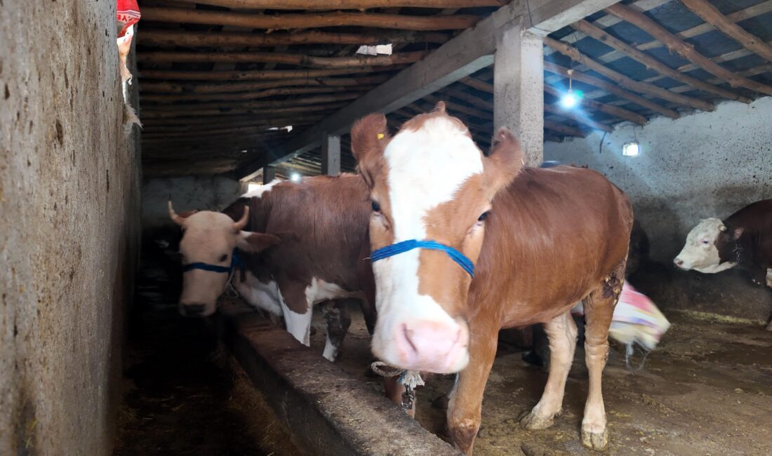 Van’ın Erciş ilçesinde Kurban Bayramı’na sayılı günler kala hayvancılık sektöründe