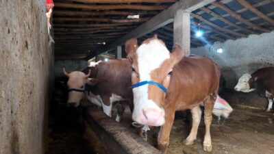 Van’ın Erciş ilçesinde Kurban Bayramı’na sayılı günler kala hayvancılık sektöründe