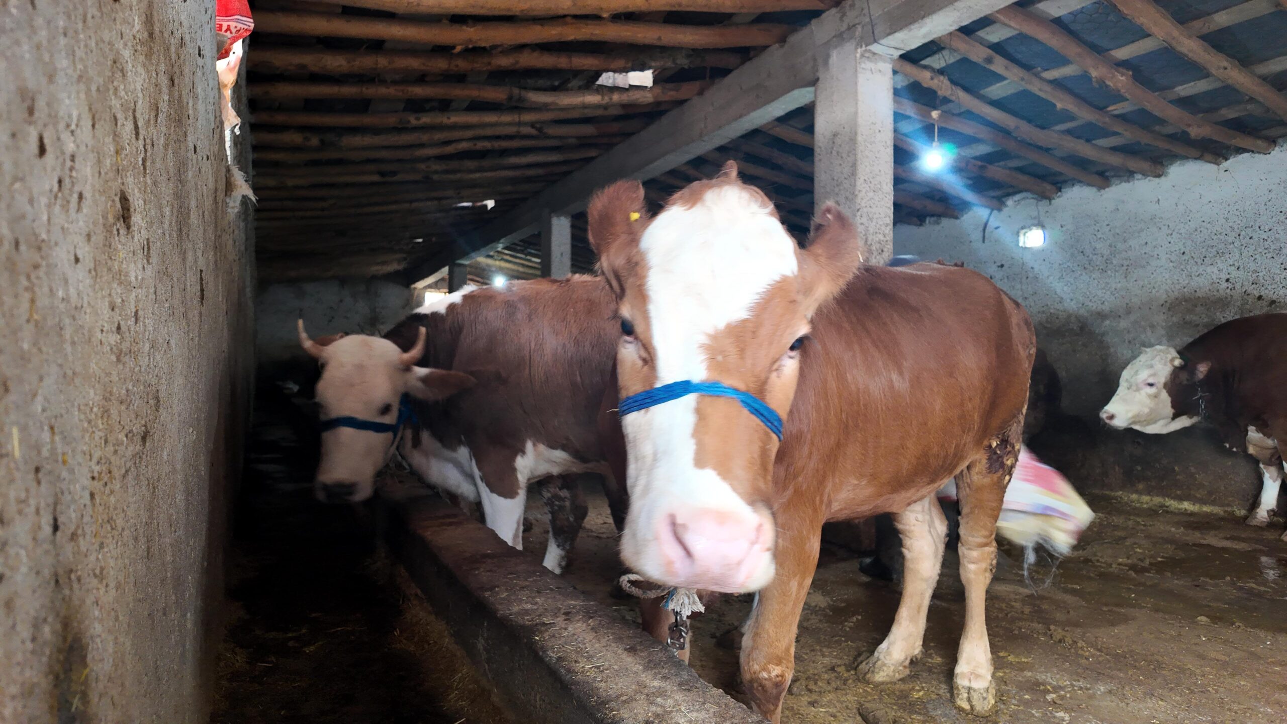 Van’ın Erciş ilçesinde Kurban Bayramı’na sayılı günler kala hayvancılık sektöründe