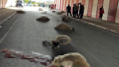 Hatay’ın Dörtyol ilçesinde bir otomobilin tünel içerisinde koyun sürüsüne çarpması