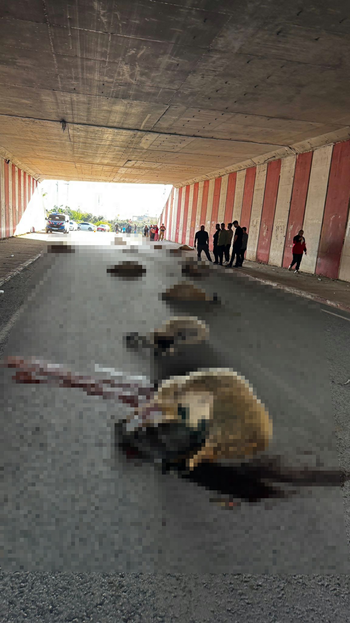 Hatay’ın Dörtyol ilçesinde bir otomobilin tünel içerisinde koyun sürüsüne çarpması