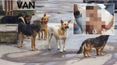 Van’ın Saray ilçesinde sokak köpeklerinin saldırısında hayatını kaybeden 5 yaşındaki