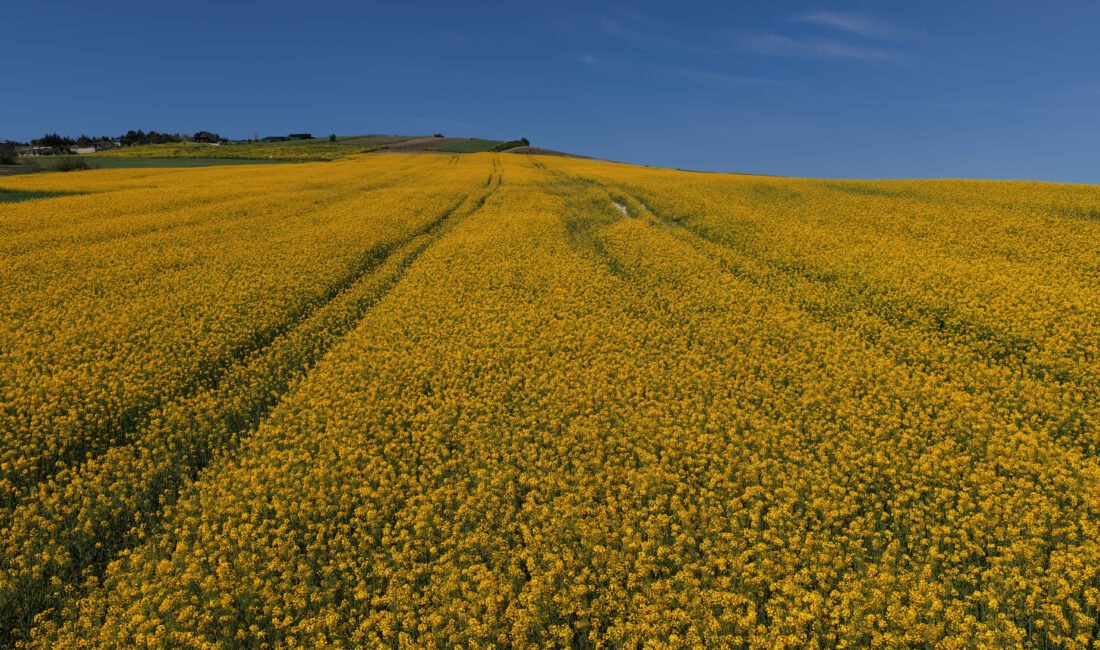 İstanbul’da çiftçilerin “sarı altın çiçek” olarak adlandırdığı kanola tarlaları, ilkbaharın