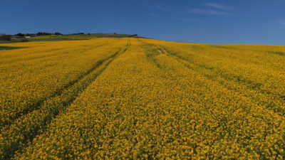 İstanbul’da çiftçilerin “sarı altın çiçek” olarak adlandırdığı kanola tarlaları, ilkbaharın