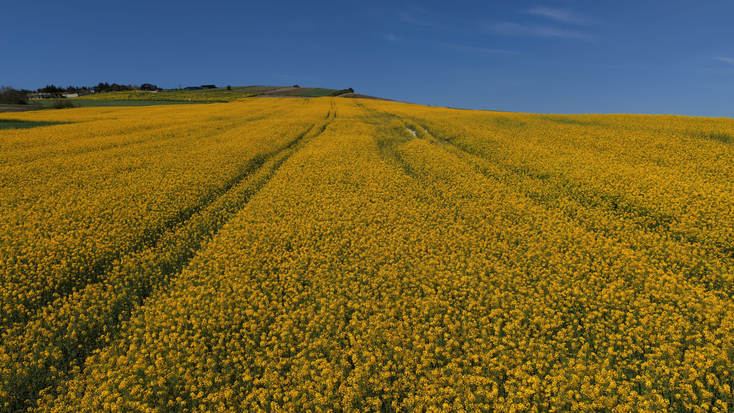 İstanbul’da çiftçilerin “sarı altın çiçek” olarak adlandırdığı kanola tarlaları, ilkbaharın