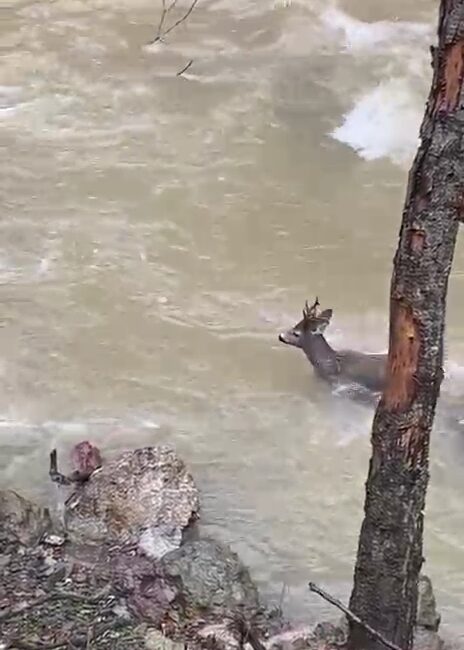 Kastamonu’da yola inen bir karacanın, hızla akan Şehriban Çayı’ndan geçerek
