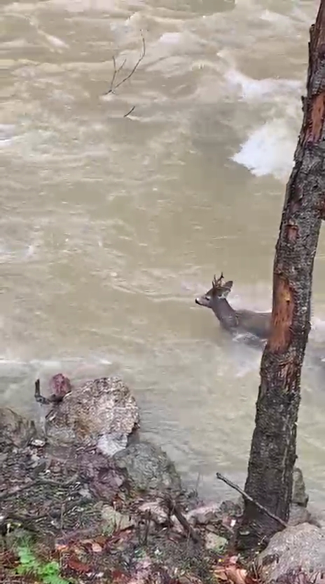Kastamonu’da yola inen bir karacanın, hızla akan Şehriban Çayı’ndan geçerek