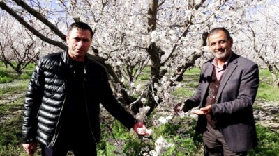 Kayseri’nin Yeşilhisar ilçesinde geçtiğimiz yıl yaşanan don felaketi nedeniyle ürün