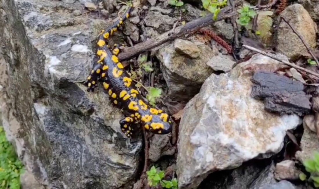 Erzincan’ın Kemaliye ilçesinde, nesli tükenme tehlikesiyle karşı karşıya olduğu için