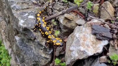 Erzincan’ın Kemaliye ilçesinde, nesli tükenme tehlikesiyle karşı karşıya olduğu için