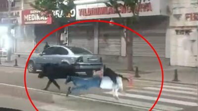 Batman kent merkezine inen bir yaban domuzu, karşılaştığı vatandaşlara saldırarak