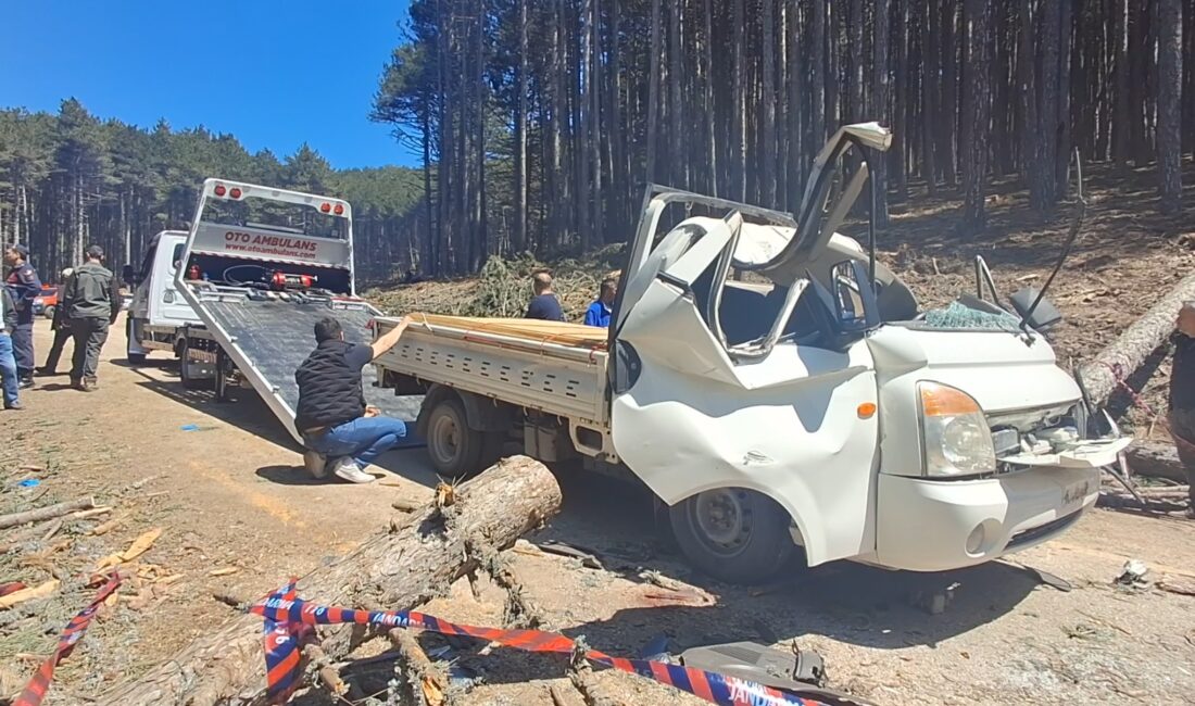 Bursa’da Uludağ yolunda özel bir şirket tarafından yürütülen ağaç kesim