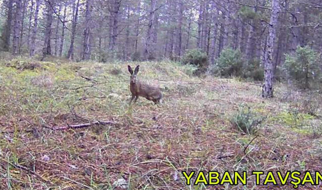 Edirne’de yaşayan 30 yaşındaki Emirhan Şenyürek, kentin çeşitli noktalarındaki ormanlık