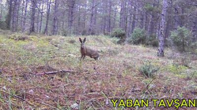 Edirne’de yaşayan 30 yaşındaki Emirhan Şenyürek, kentin çeşitli noktalarındaki ormanlık