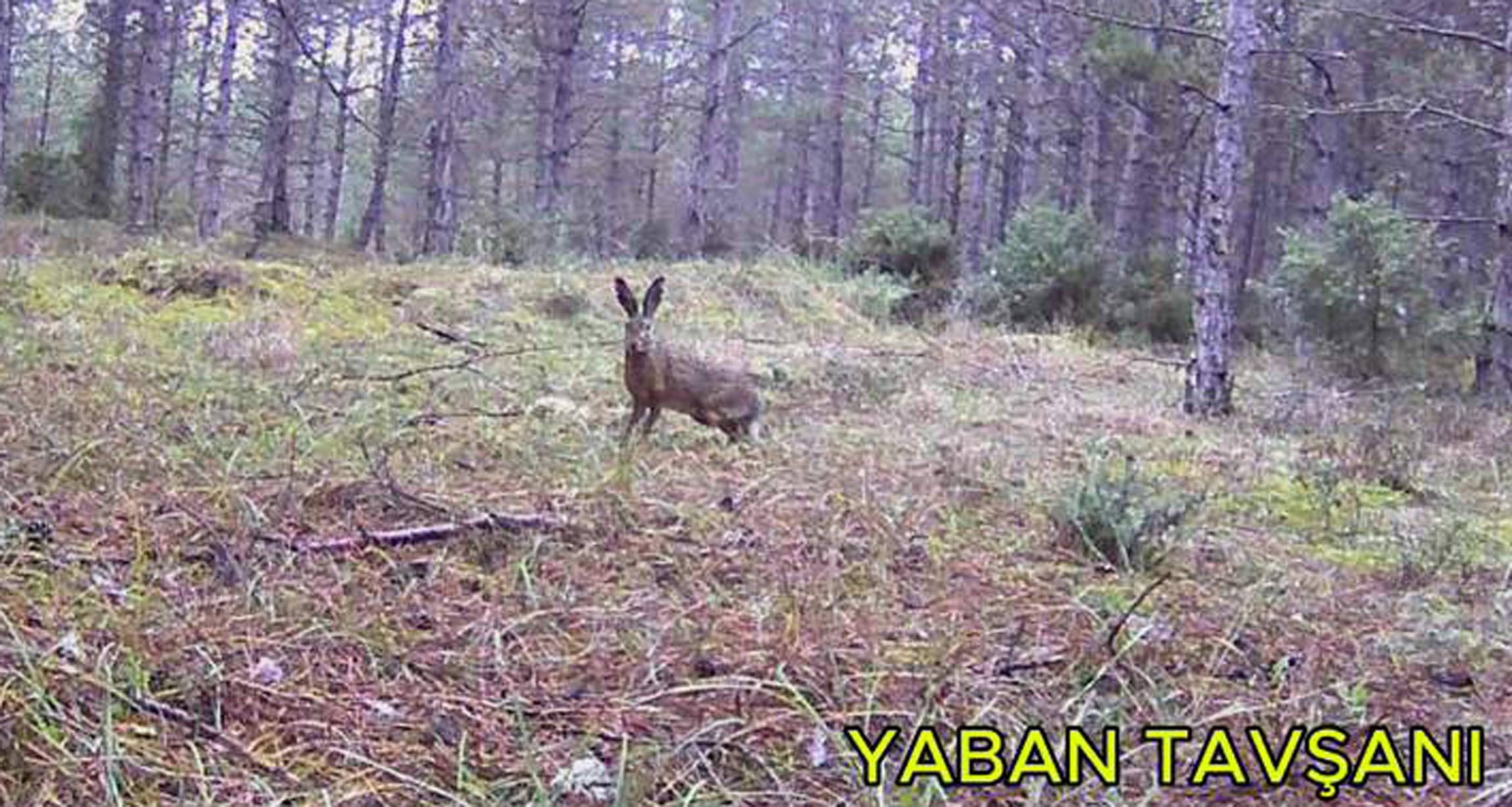 Edirne’de yaşayan 30 yaşındaki Emirhan Şenyürek, kentin çeşitli noktalarındaki ormanlık