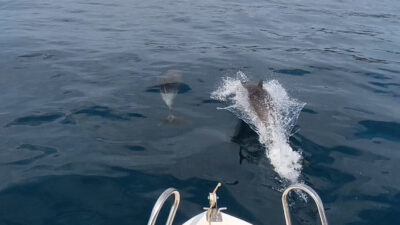 Edirne’nin doğa harikası Saros Körfezi’nde, teknenin yanında yüzen yunus sürüsü