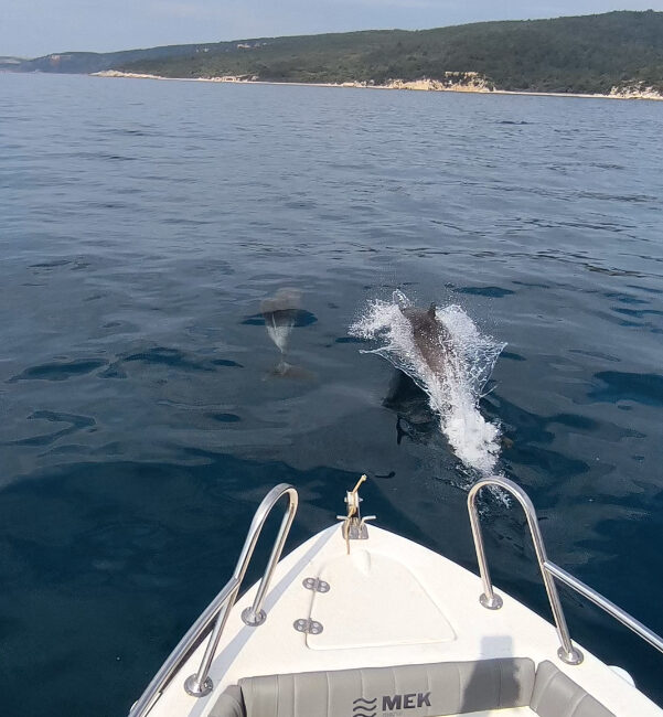Edirne’nin doğa harikası Saros Körfezi’nde, teknenin yanında yüzen yunus sürüsü