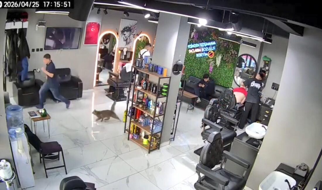 İstanbul Sultangazi’de bir kuaför salonunda bakılan anne kedinin, kendisiyle ilgilenen