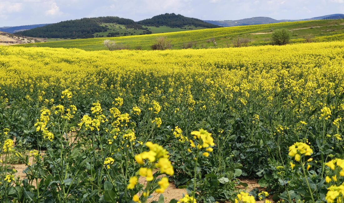 Trakya genelinde ayçiçeğine alternatif olarak ekilen ve bölge çiftçisi tarafından