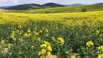 Trakya genelinde ayçiçeğine alternatif olarak ekilen ve bölge çiftçisi tarafından