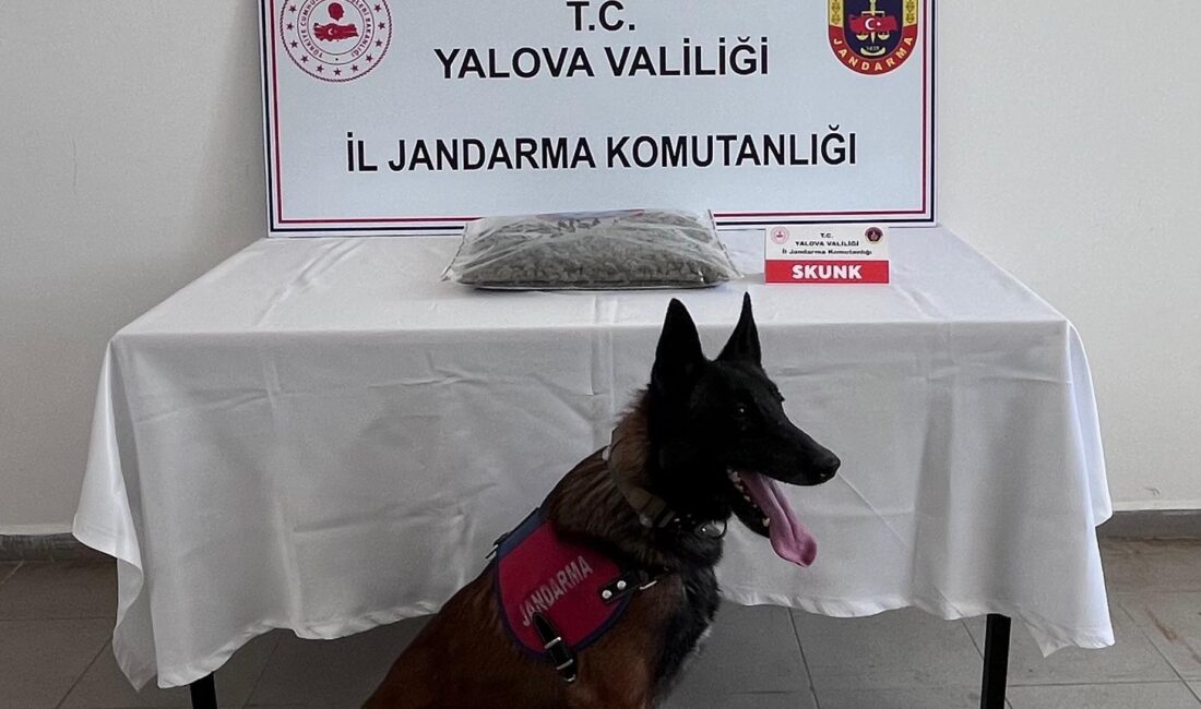 Yalova İl Jandarma Komutanlığı, uyuşturucuyla mücadele çalışmaları kapsamında düzenlediği operasyonda