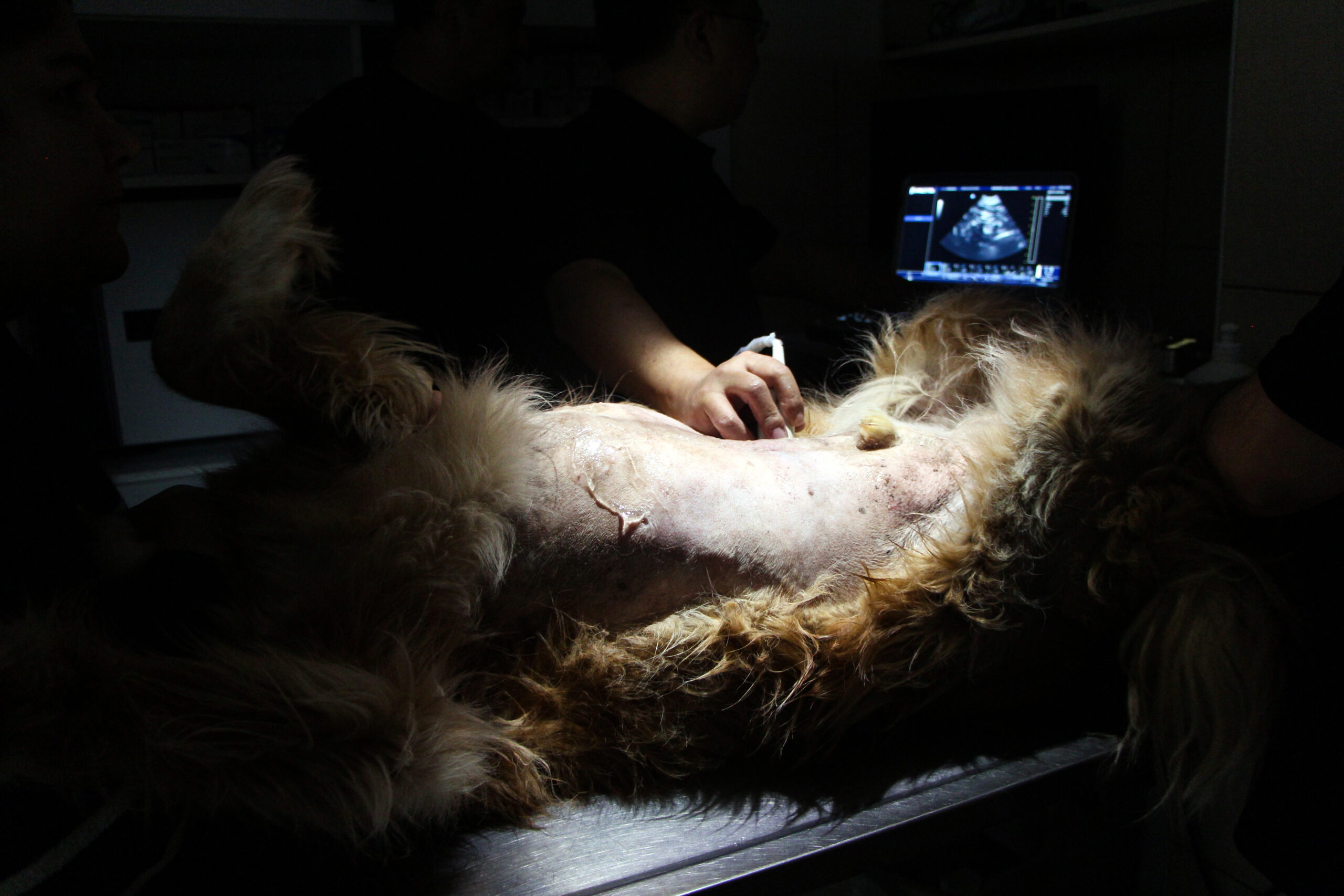 Adana’da tanıtımı gerçekleştirilen yapay zeka destekli yeni nesil ultrason cihazı,