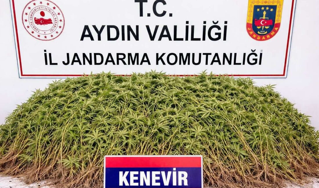 Aydın’ın Nazilli ilçesinde bir zeytin bahçesinde özel düzeneklerle kurulmuş sera